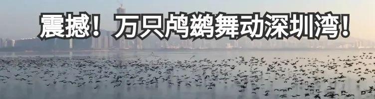 全球首个!深圳区块链电子发票国际标准获批